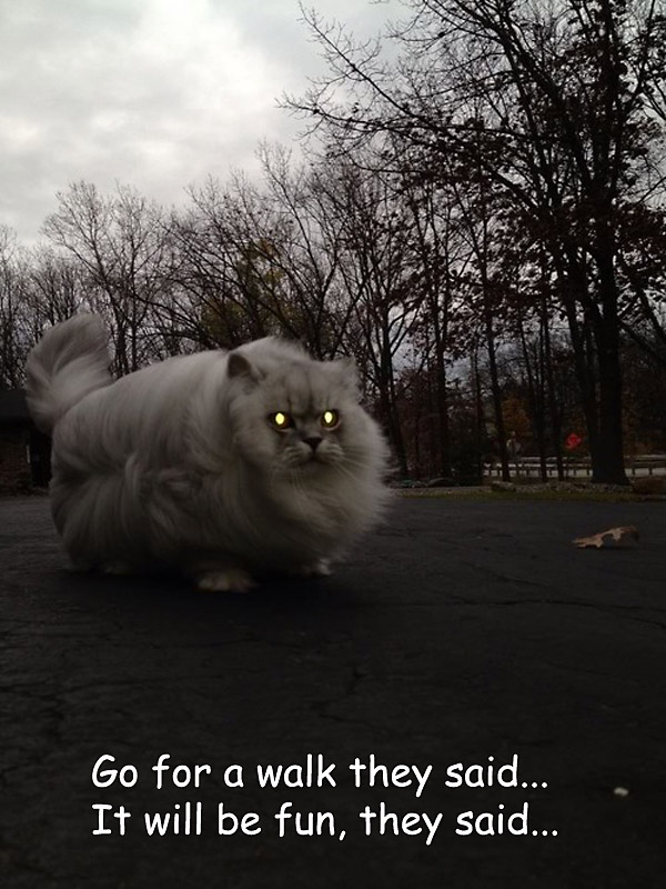 Fluffy Cat Annoyed [funny photo]