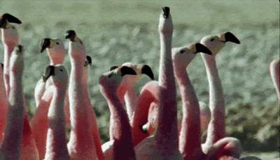 Pea-Brained Flamingos [funny gif]