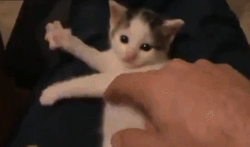 Kniting Kitten [cute gif]