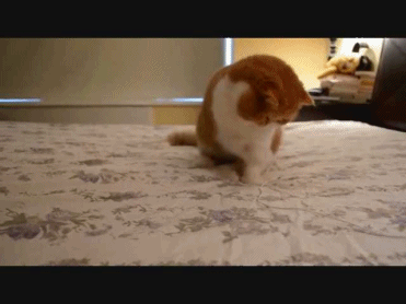 Cute Exotic Shorthair Cat [funny gif]