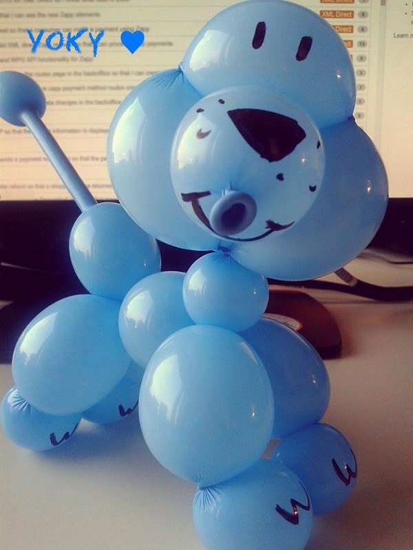Meet Yoky [the charity balloon dog]