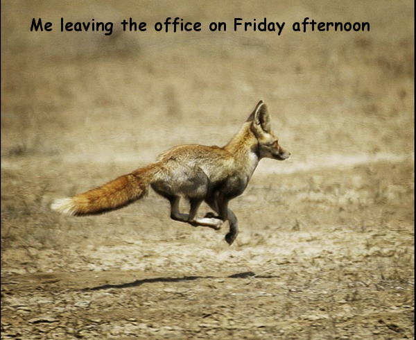 Friday Afternoooon! [foxy picture]