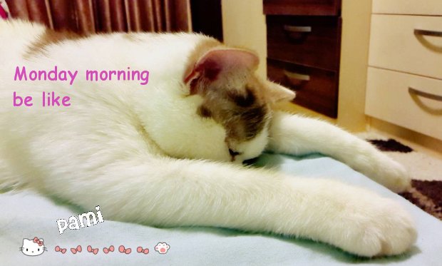 Monday Morning Vibe [sleepy cat]