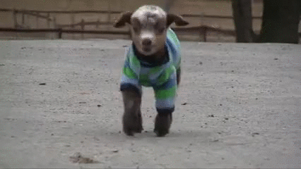Cutest Thing in the Whole Wide World [baby goat]