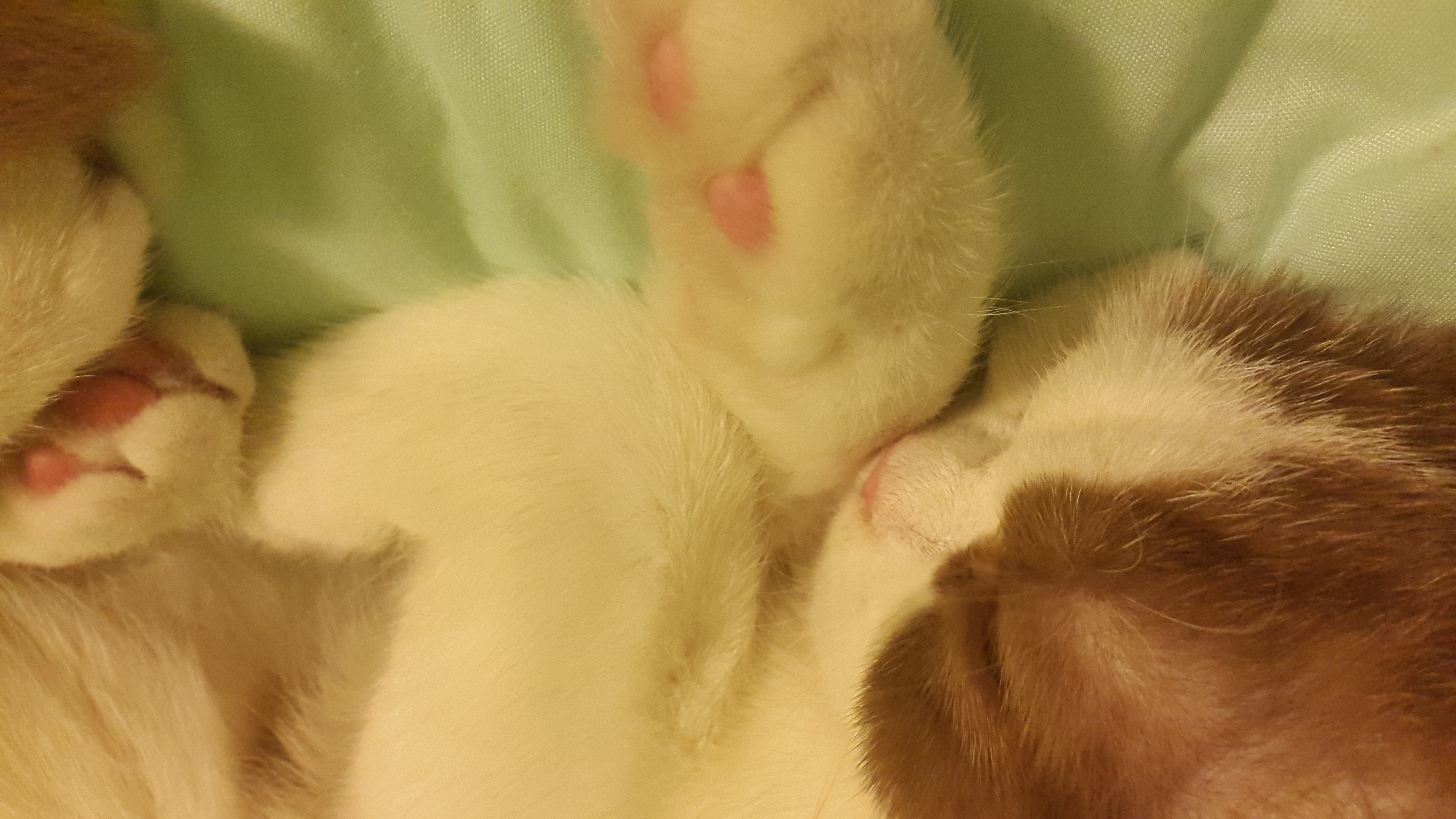 Pami's Sleeping Poses [funny cat pics]