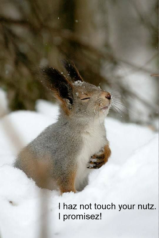 I Have My Own! [funny squirrel pic]