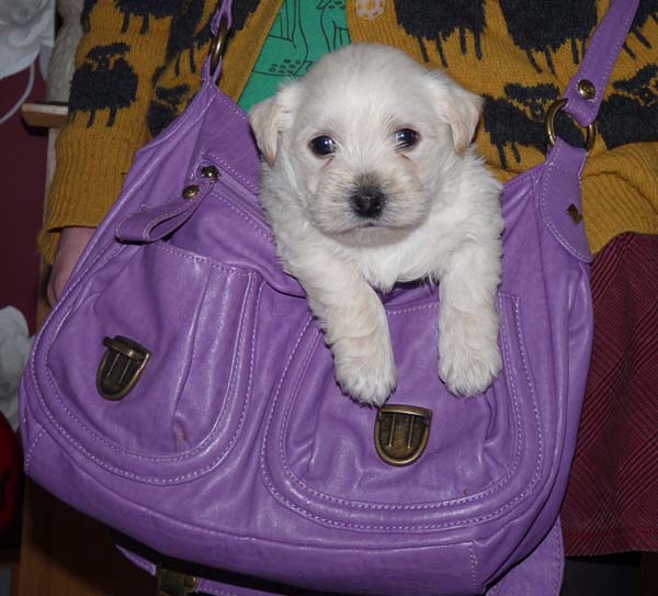 Puppy in a Bag