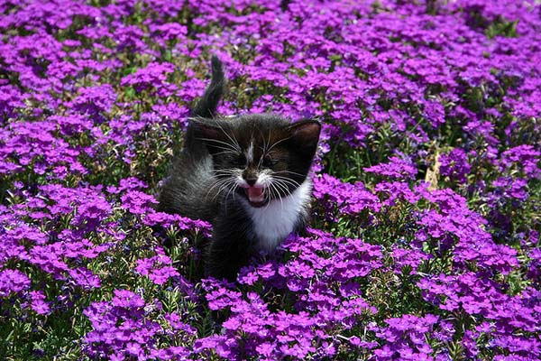 Purple Kitten
