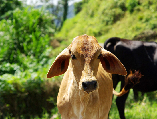 Cute Calf in Arenal, Costa Rica
