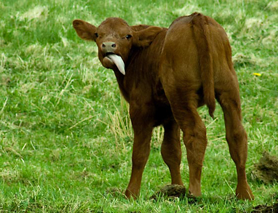 Calf Sticking Tongue Out