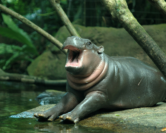 Singapore Zoo: Baby Hippo