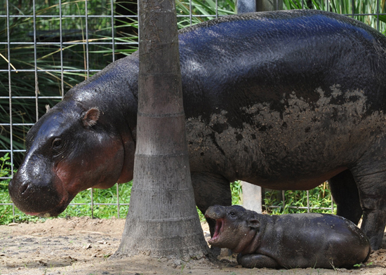 Baby Hippo Yawning