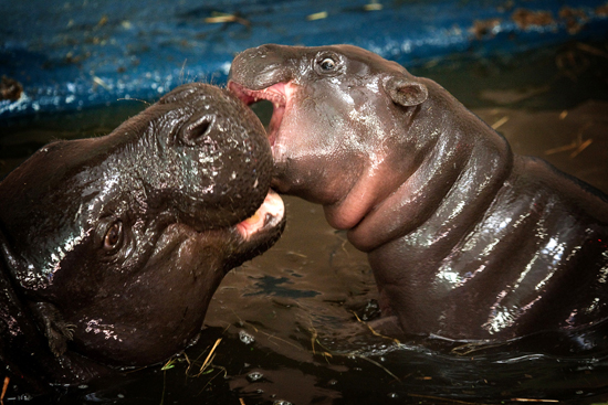 Baby Pygmy Hippo and Mom Playing