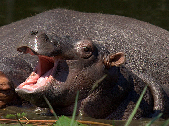 Hippo Calf (Hippopotamus Amphibius)