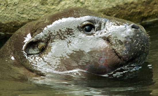 Baby Hippo Close-up