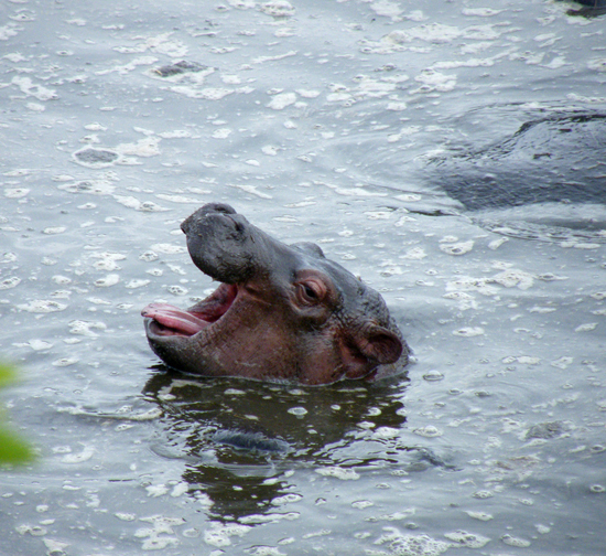 Baby Hippo Yawn