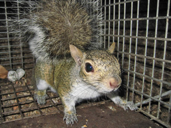 Trapped Baby Squirrel