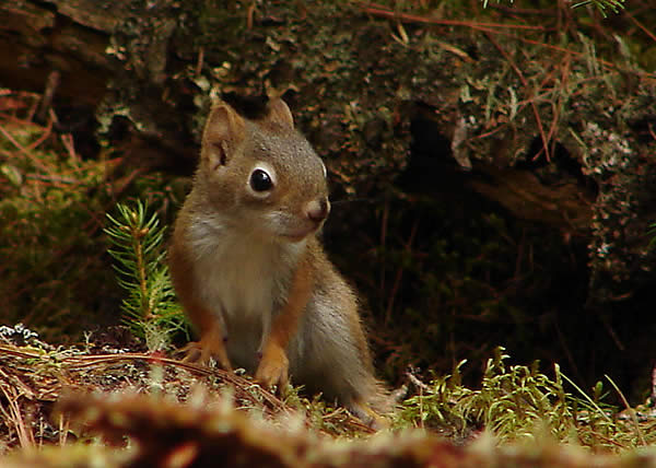 Red Squirrel Baby