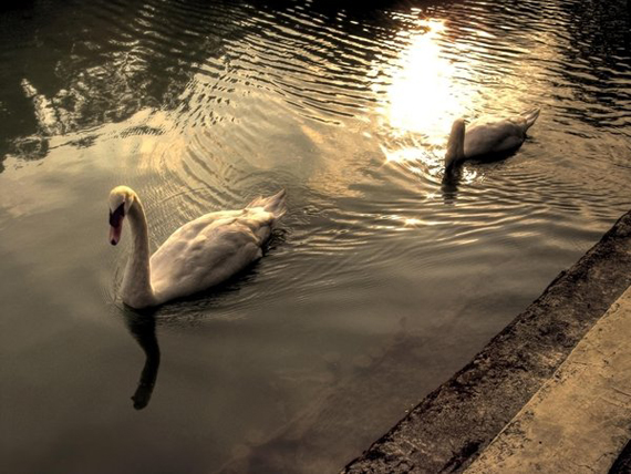 Swans - HDR