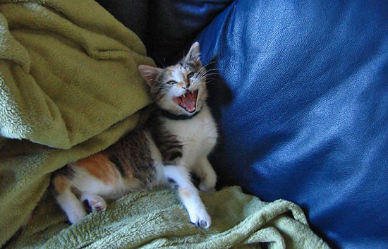 Mouth Open Cat