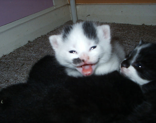 Binky - the Adorable Kitten