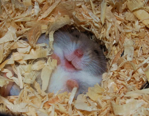 Laughing Hamster