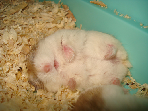 Sleeping Hamster