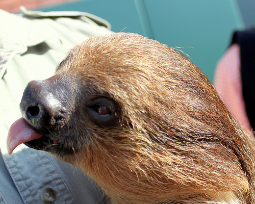 Cutest Sloth Ever