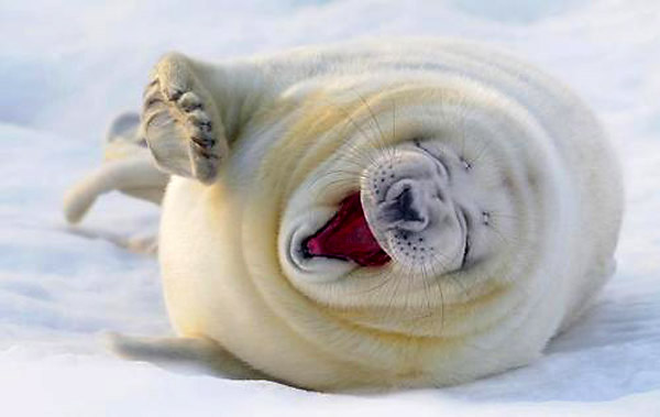 Funny White Seal
