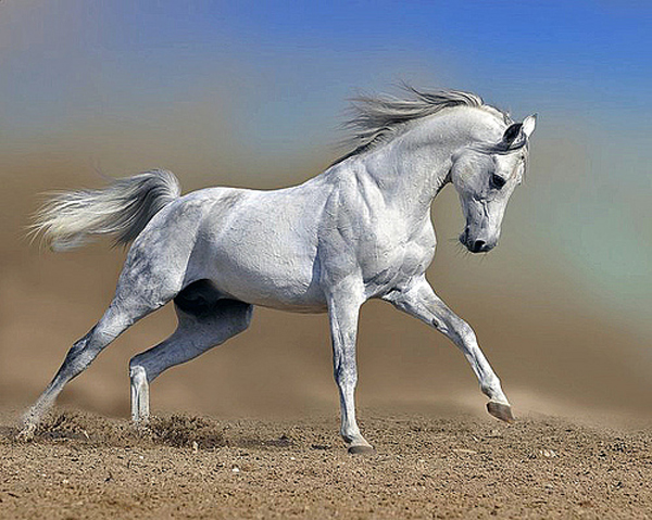 White Horse in Gallop