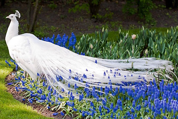 Rare White Peacock