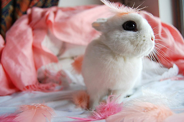 Sweet White Baby Bunny