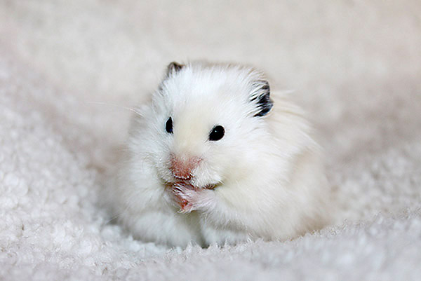Tiny White Hamster