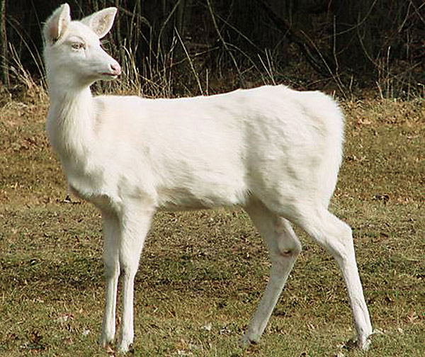 Rare White Deer
